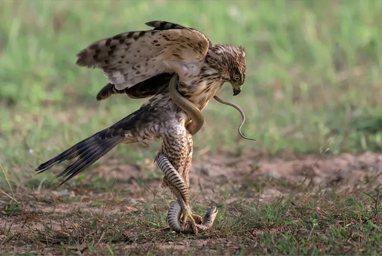 Birds in Action: Breathtaking Photos Captured at the Perfect Moment ...